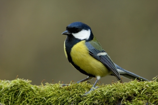 A cinege sokkal okosabb élőlény, mint például a kecskedarázs