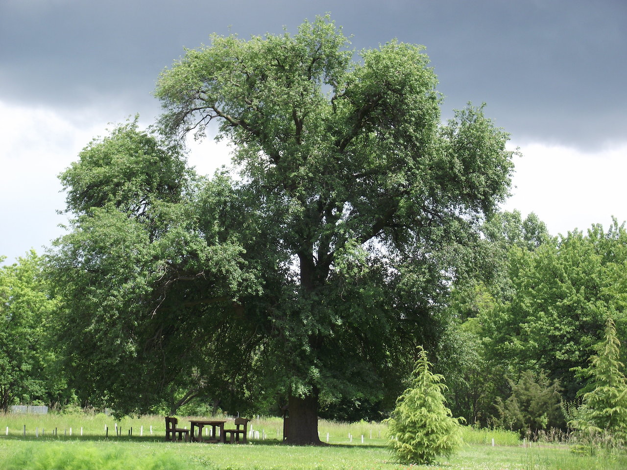 Második lett a gödöllői vén vackor!