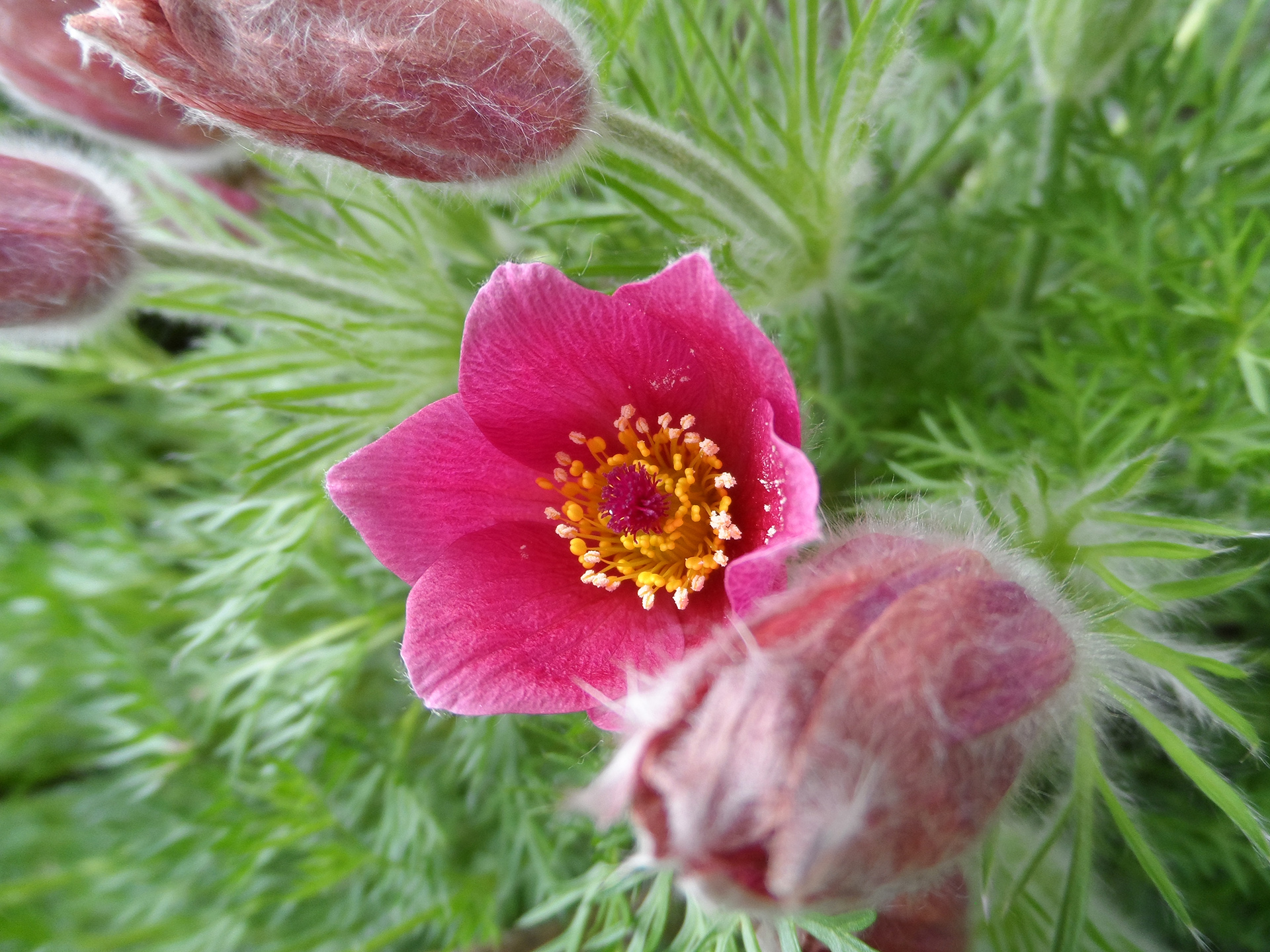 Illustration for article titled Virágok összefogása a vörös rózsák ellen