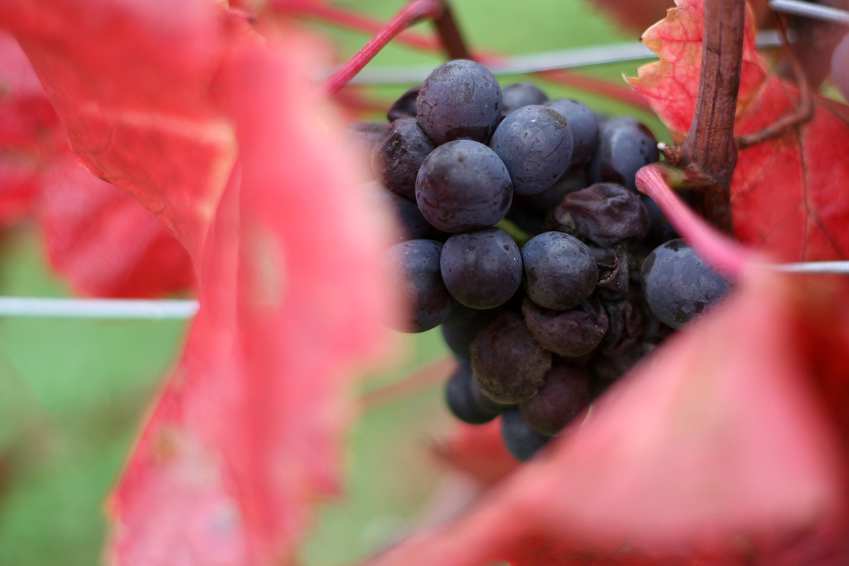 Illustration for article titled Papbor