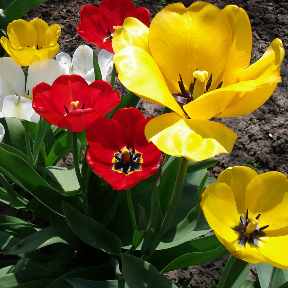 Illustration for article titled Virágok összefogása a vörös rózsák ellen