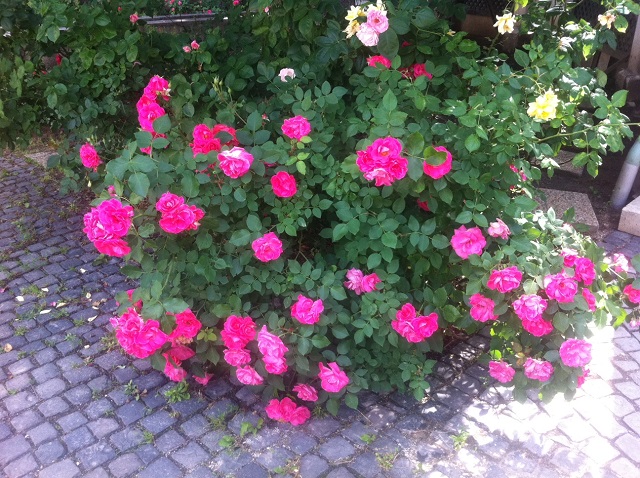 Illustration for article titled Megint felújítják Budapest egyik legjobb helyét