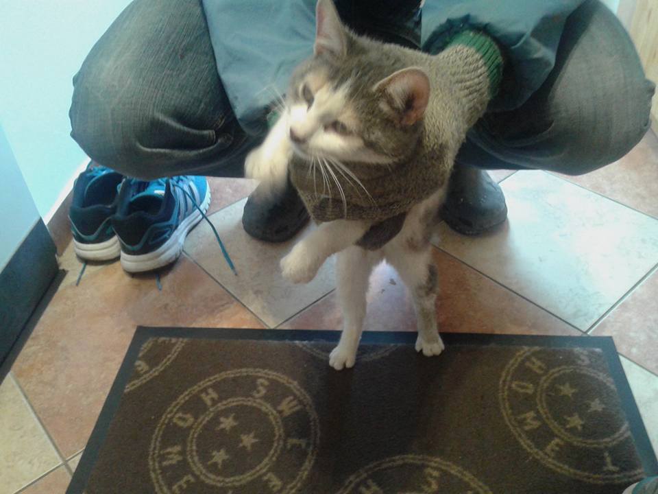 Illustration for article titled Bajban az állatmentő