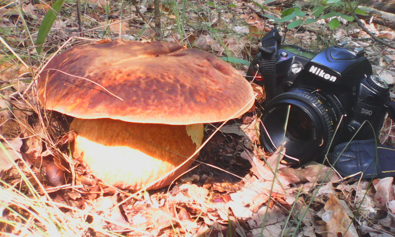 Ennyire tombol a vargánya