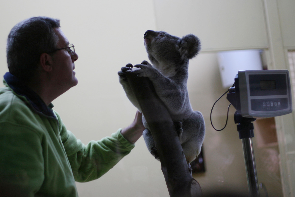 Illustration for article titled Hogy nyomult rá L. Simon László a koalára