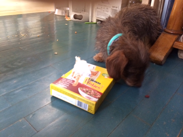 Illustration for article titled Bevándorlók? Tacskóbűnözés!