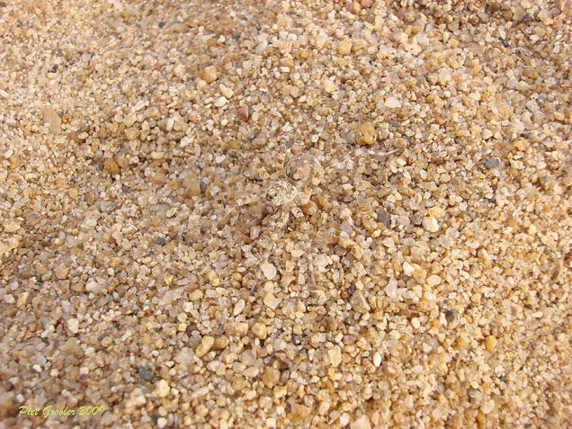 Illustration for article titled Megtalálod a rejtőzködő állatokat?