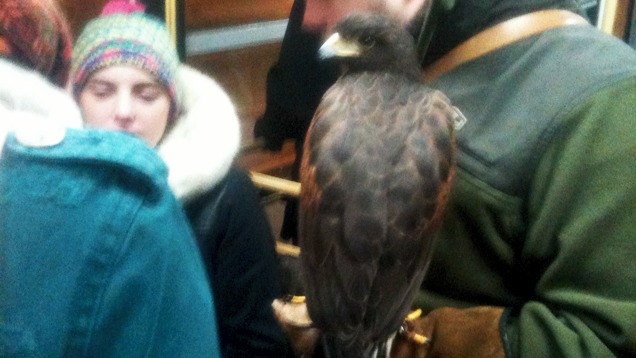 És azt ismerik, hogy a Harris-ölyv felszáll a 47-es villamosra?