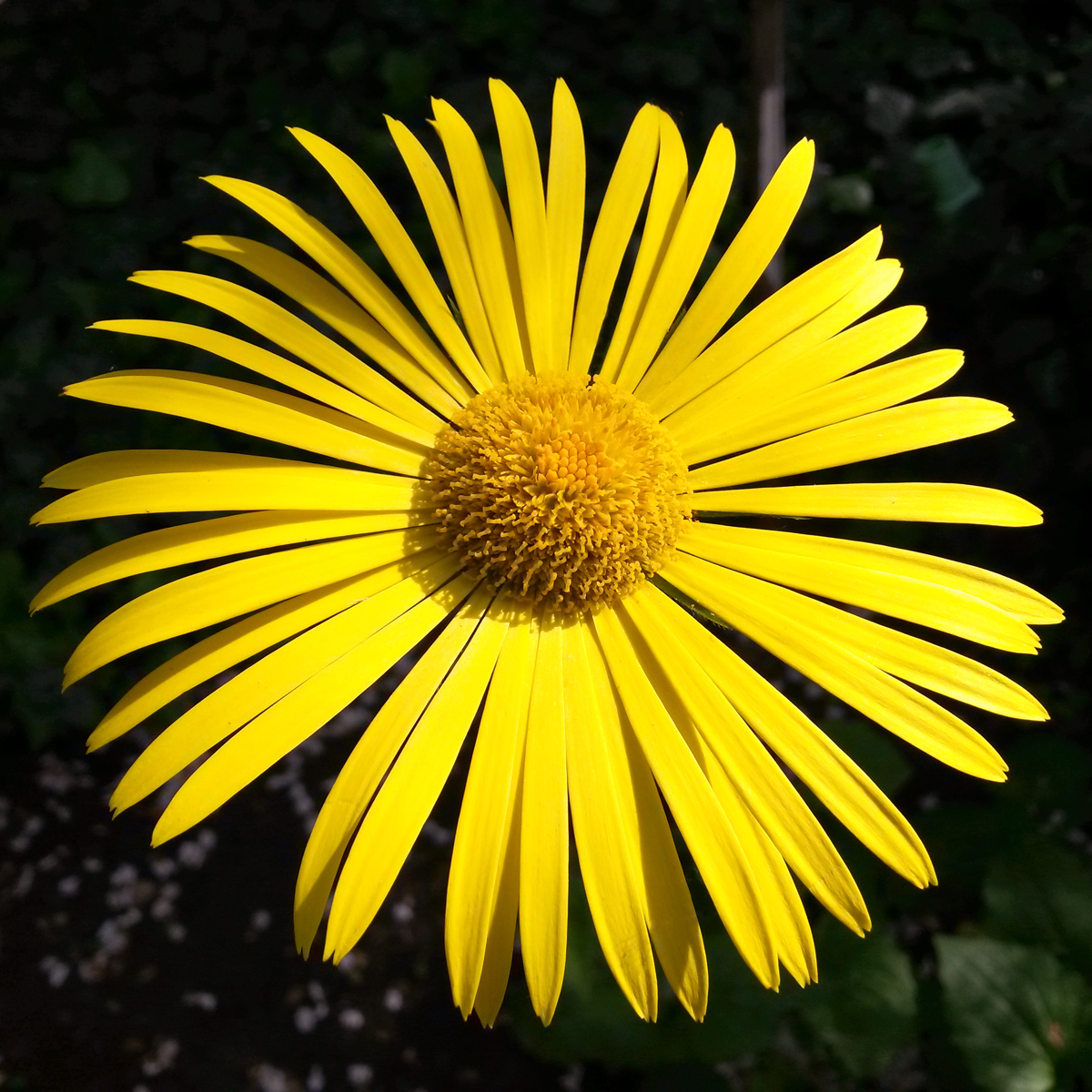 Illustration for article titled Virágok összefogása a vörös rózsák ellen