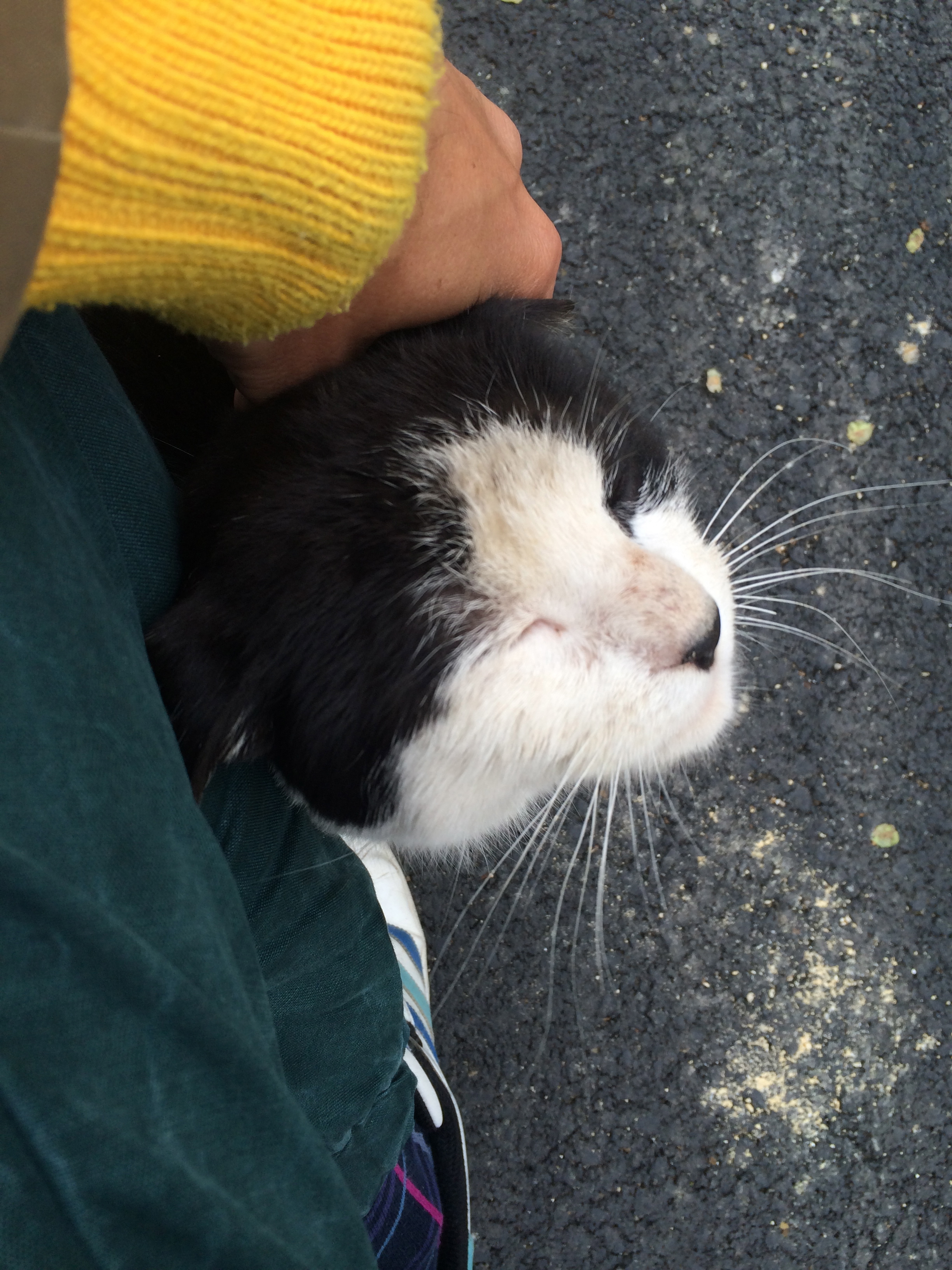 Illustration for article titled Ezt láttam I. Orbán Ramszesz csodás piramisában