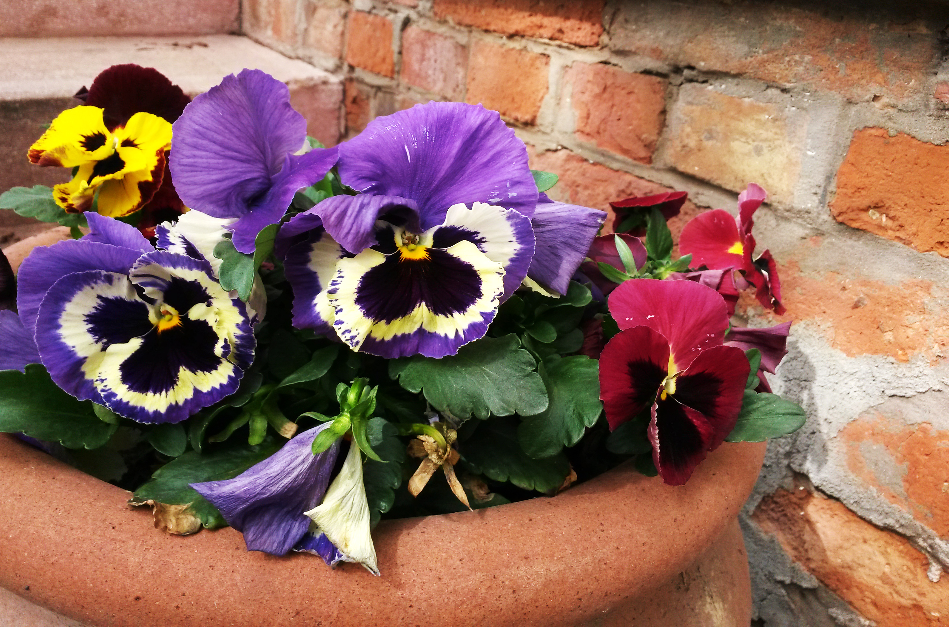 Virágok összefogása a vörös rózsák ellen