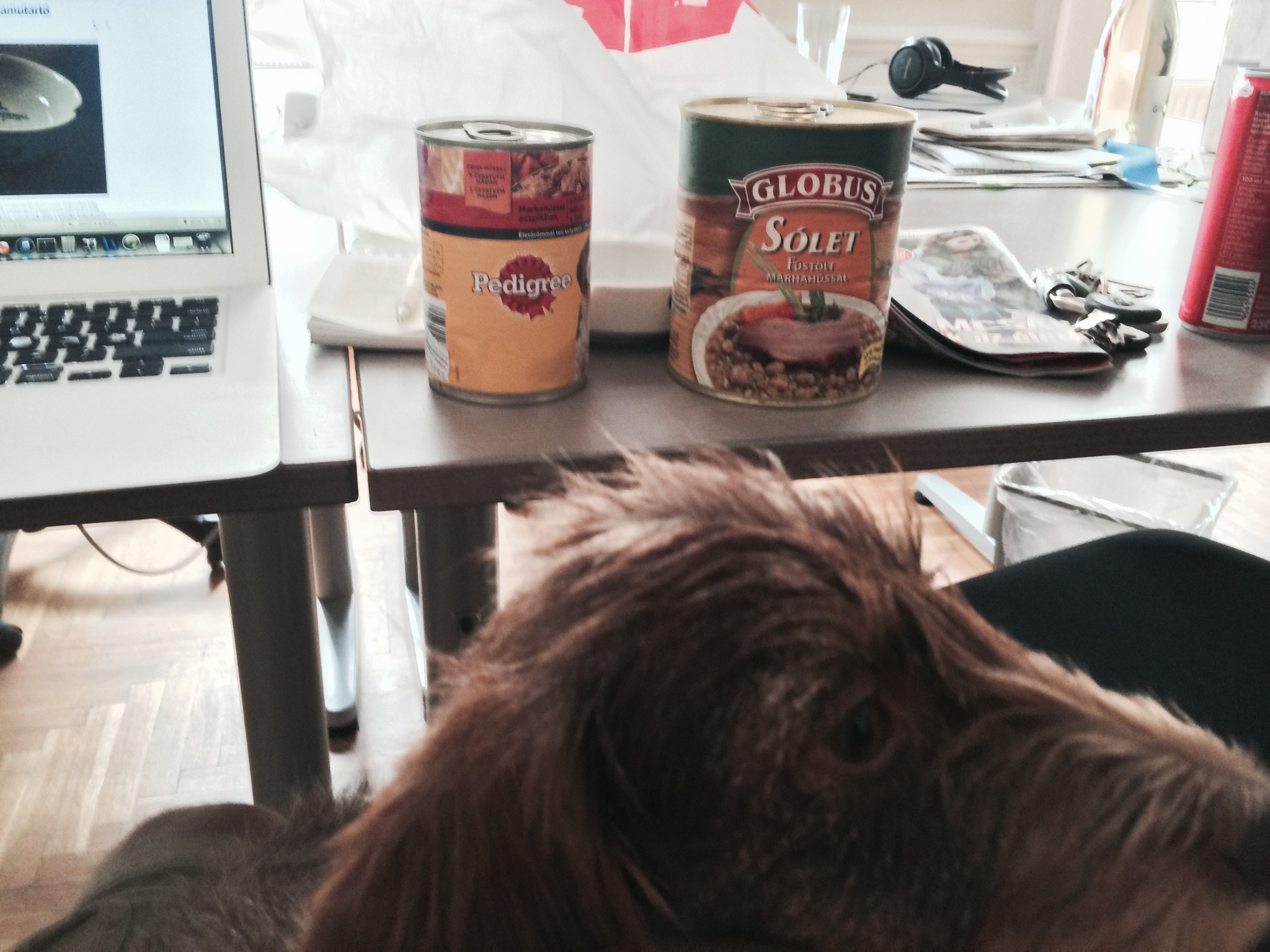 Vajon tényleg hasonulni kezd egymáshoz a kutya meg a gazdája?