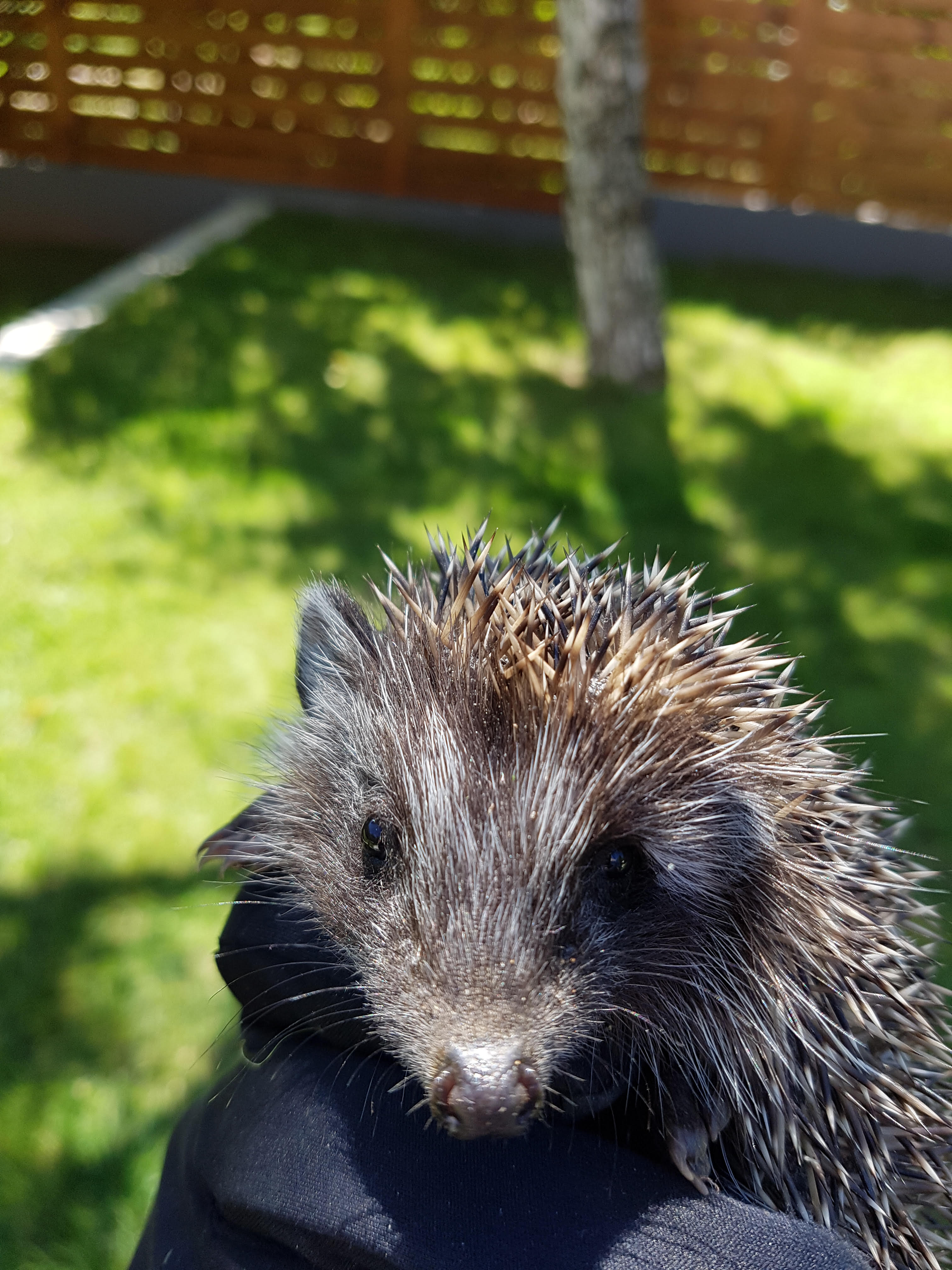 Illustration for article titled Gábor szabadságra ment.