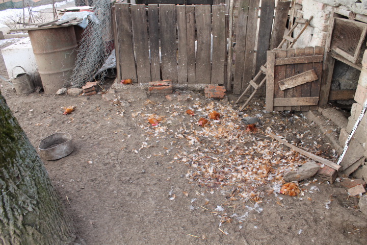 Illustration for article titled Csirkefejek a porban