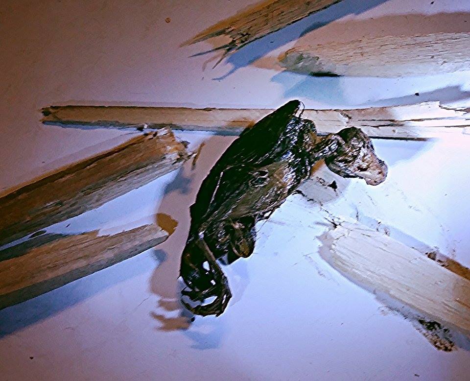 Illustration for article titled 100 napos tojás? 35 éves zebrapintymúmia!