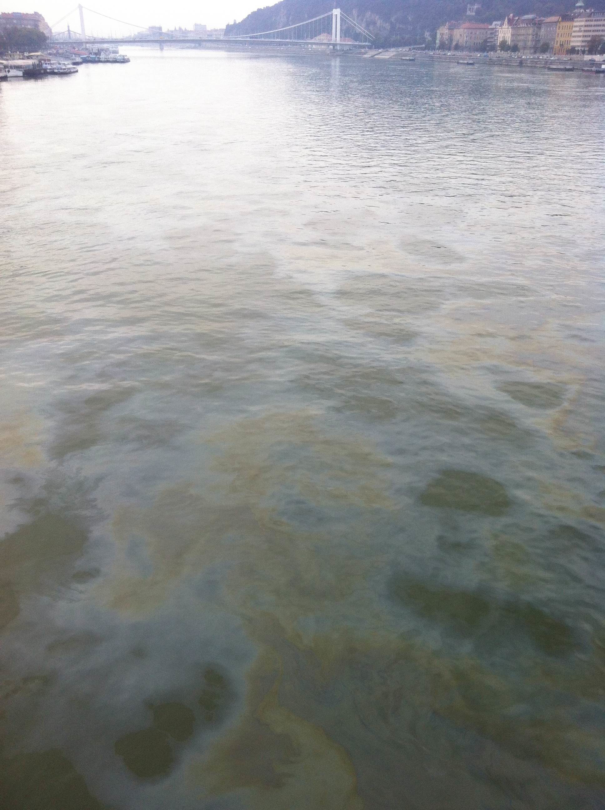 Ronda olajfolt úszik a fővárosi Dunán