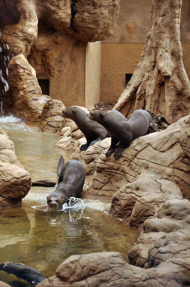 Igazságot az óriásvidráknak!