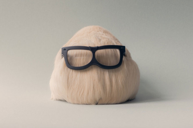 Illustration for article titled Ez a hipszter tengerimalac remélhetőleg nem náci!