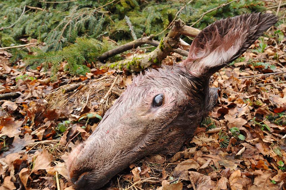 Lefejezett szarvas és belek a bükki patakban