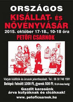 Illustration for article titled Sophie bagoly, aki a gazdájával és 5 macskával él együtt!