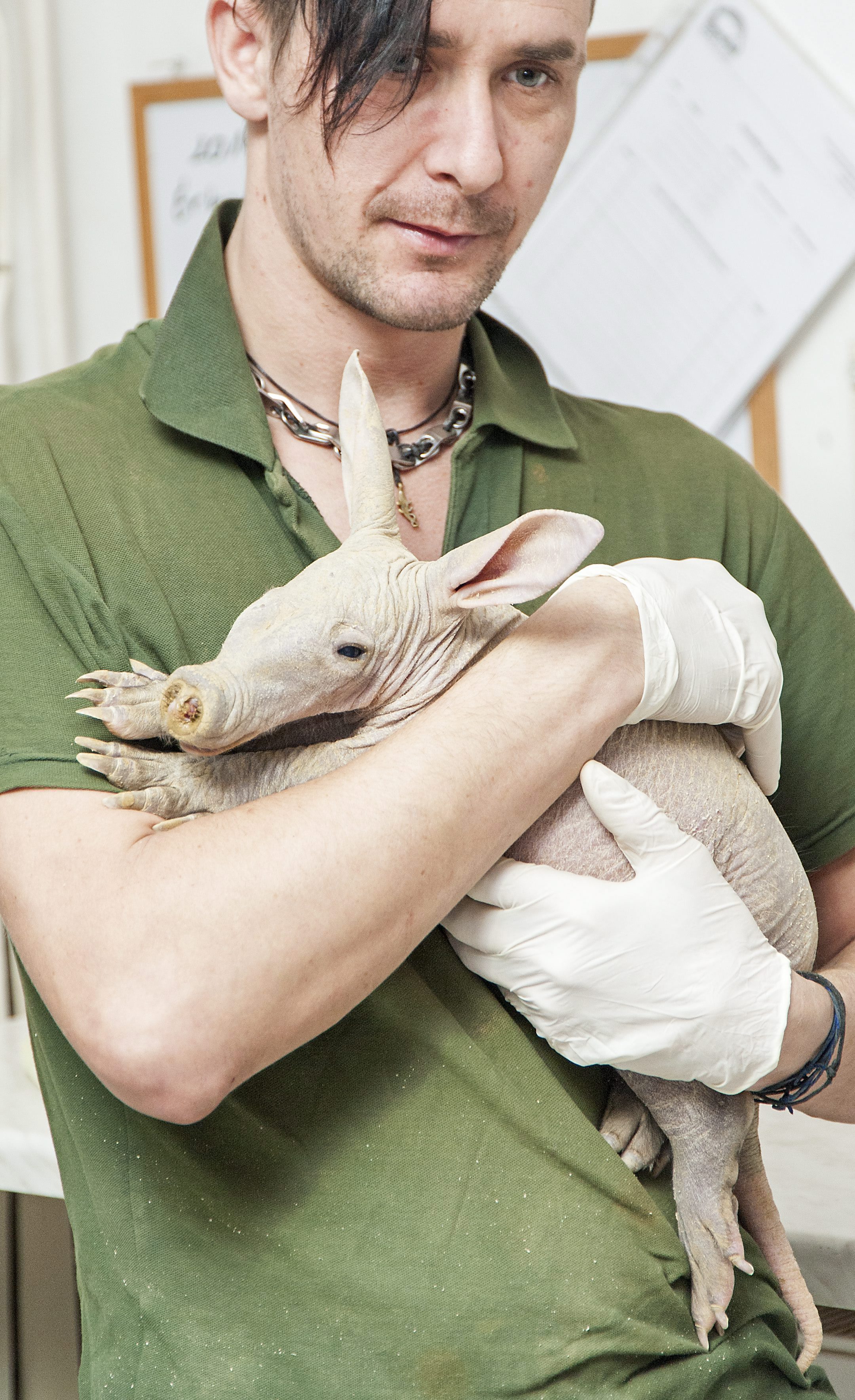 Illustration for article titled Világraszólóan kellemetlen affér, ha szodomizál egy Orycteropus afer