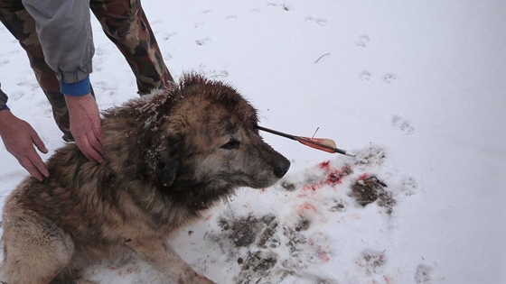 Illustration for article titled +18 - Ki vagy mi állítja meg az állatkínzó isaszegi Winnetout?