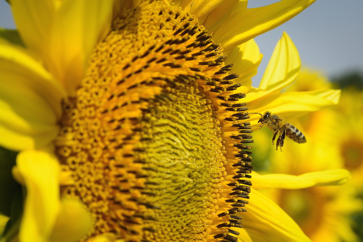 Illustration for article titled Egyre több a művészet az MTI-s fényképekben, örüljünk ennek?