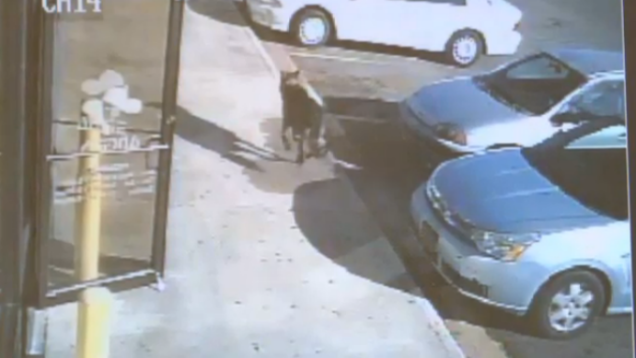 A golyók elé vetette magát a kutya, így mentette meg a családot