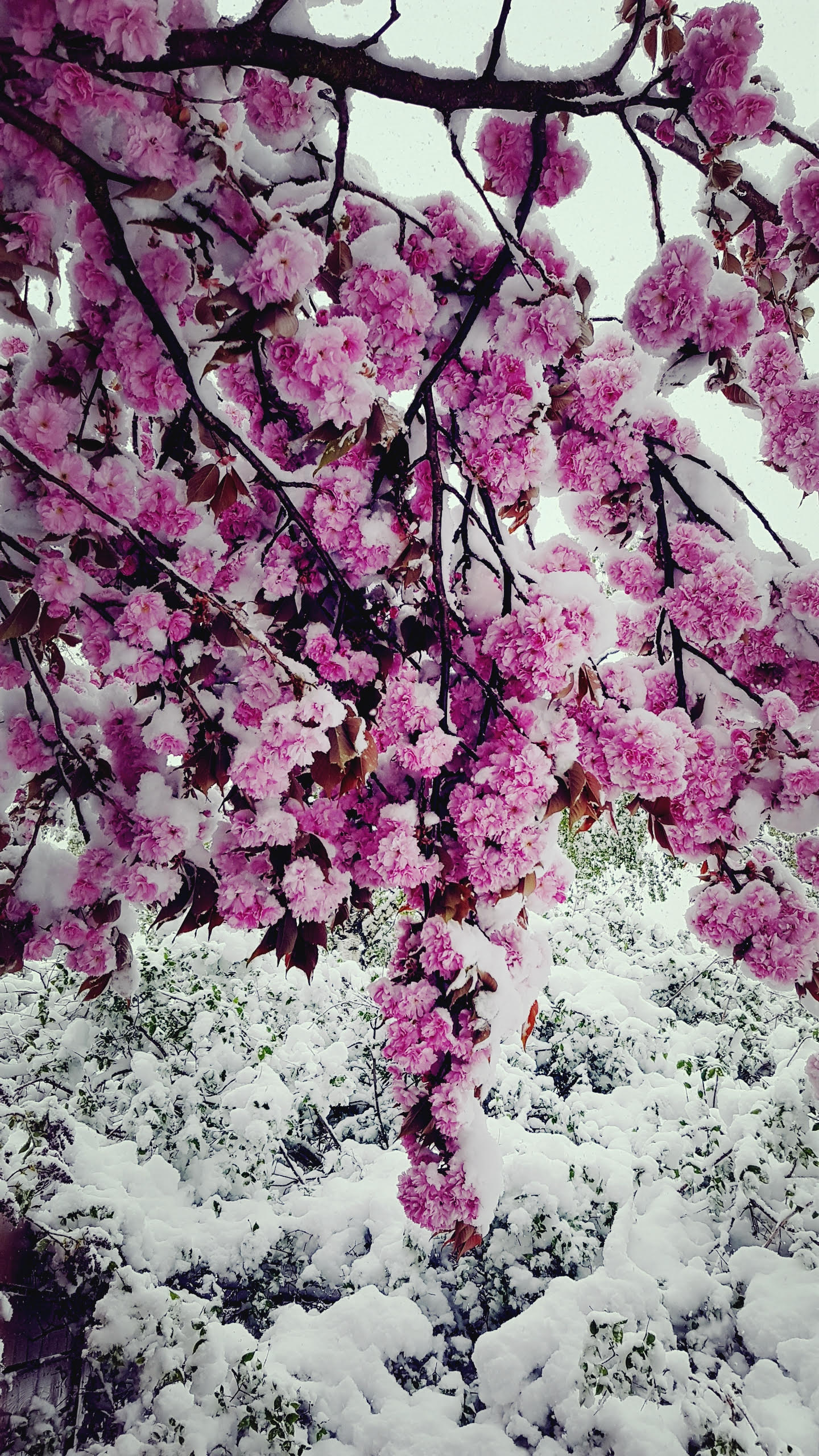 Időjárásjelentés