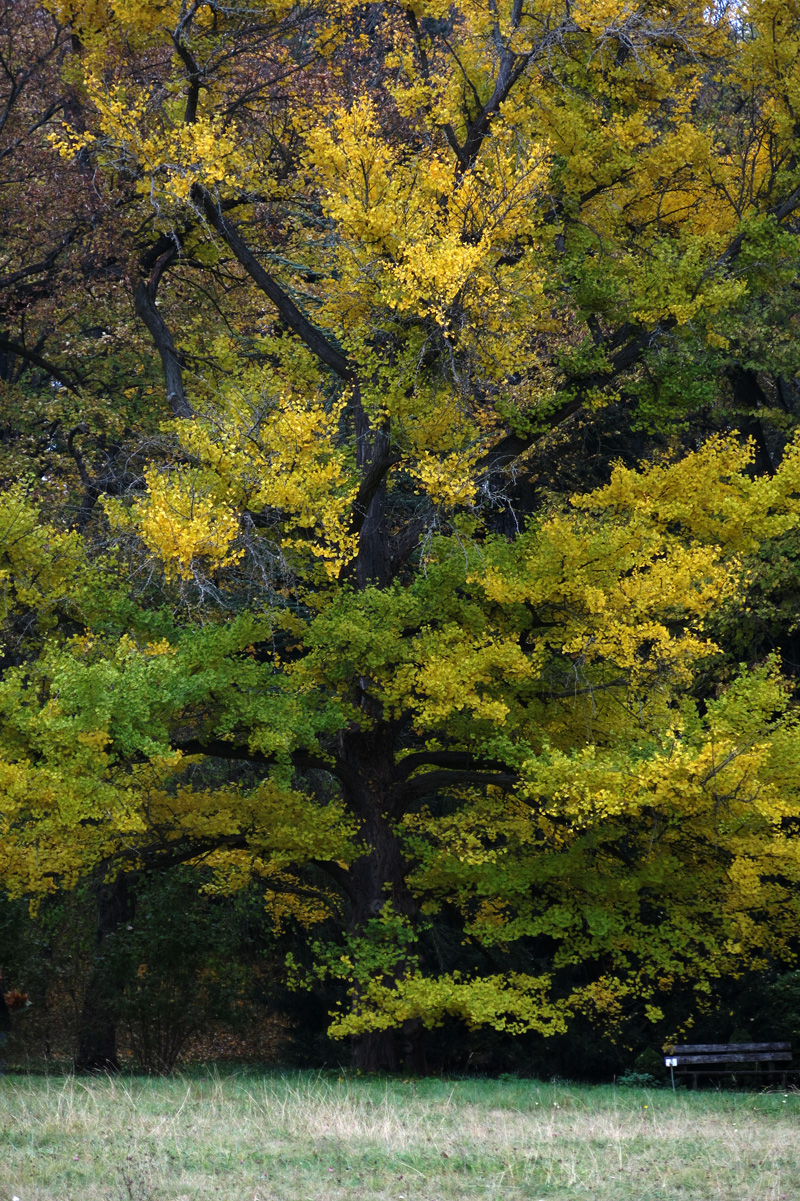 Illustration for article titled A legszebb dolog, amit József nádornak köszönhetünk