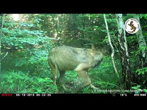 Ilyen félelmetes egy magyar farkas!