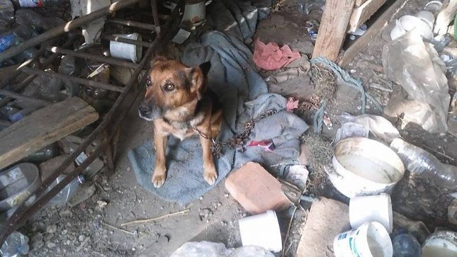 Kutyaúristenit!! :(