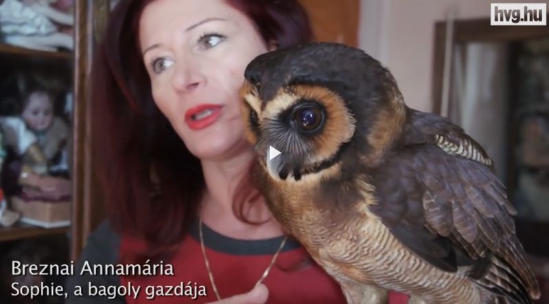 Illustration for article titled Sophie bagoly, aki a gazdájával és 5 macskával él együtt!
