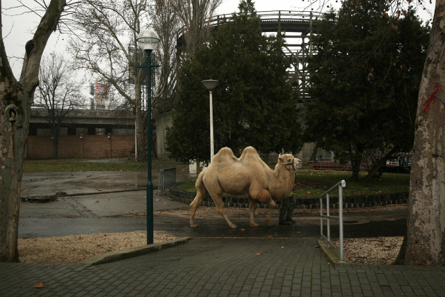 Illustration for article titled Egyelőre Tarr Béla-park lesz a Vidámpark helyén