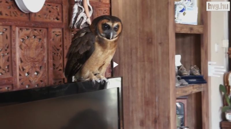 Illustration for article titled Sophie bagoly, aki a gazdájával és 5 macskával él együtt!