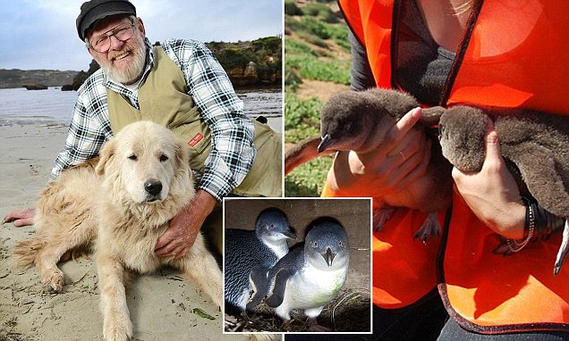 Illustration for article titled ODDBALL A PINGVIN MENTŐ KUTYUS, A VARÁZSLATOS AUSZTRÁL SZIGETVILÁGBAN