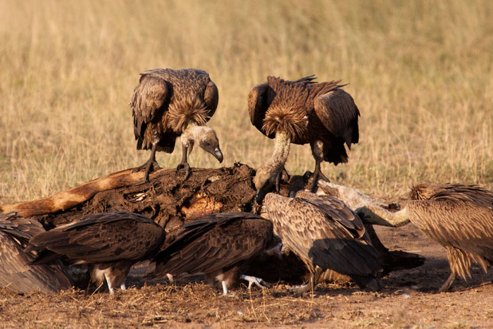 A pestisracok.hu, a kormány fizetett újságírói támogatják a reklámadót