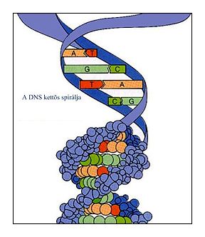 Illustration for article titled Két gyilkosság, 5000 vérminta, de ki a tettes?