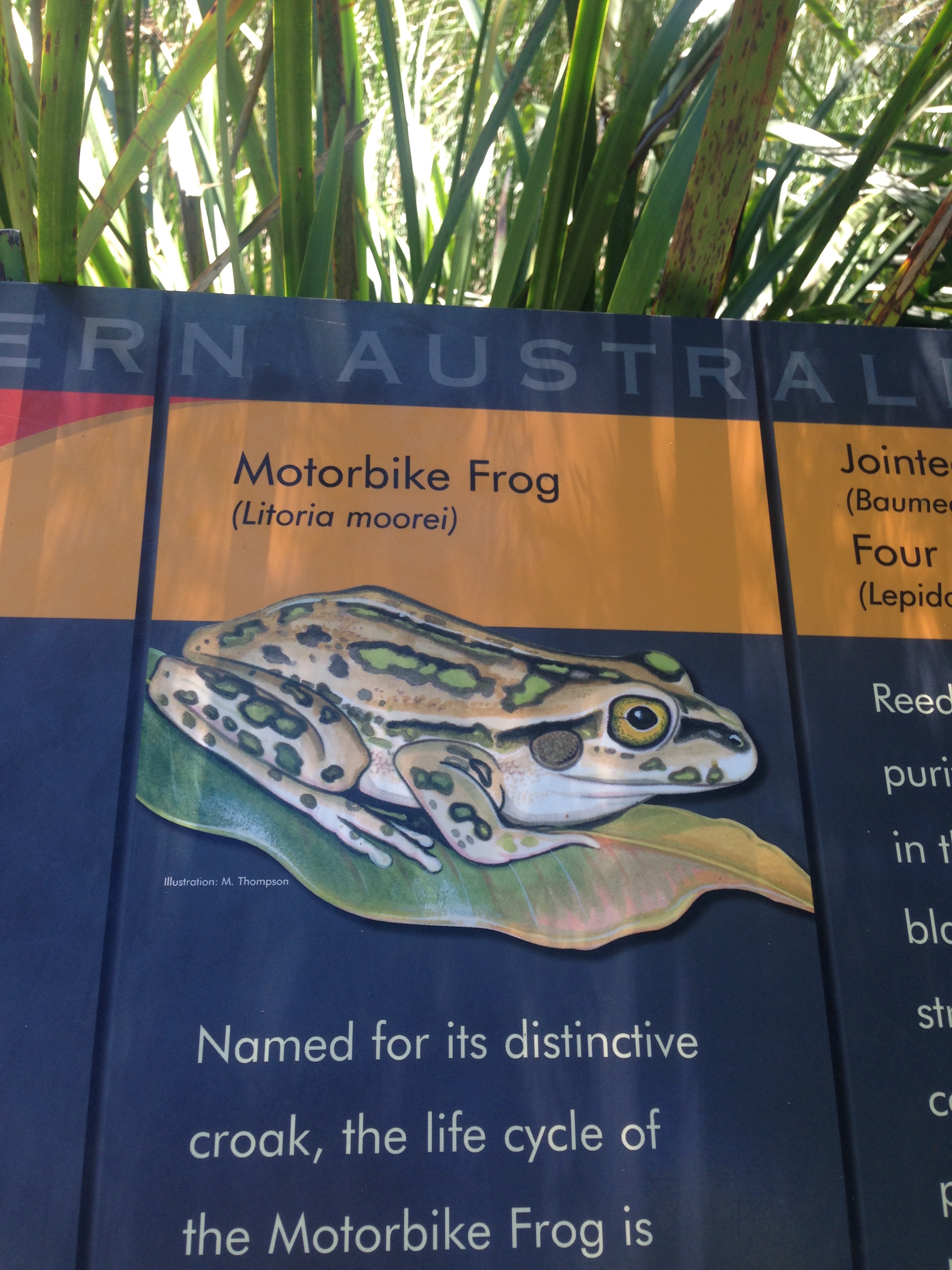 Illustration for article titled Van egy béka Ausztráliában, és pont úgy brekeg, mint egy motorbicikli