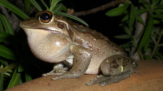 Van egy béka Ausztráliában, és pont úgy brekeg, mint egy motorbicikli