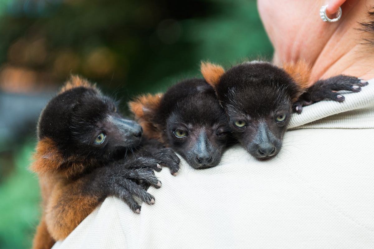 Vörös varik. Három darab. Egy hónaposak