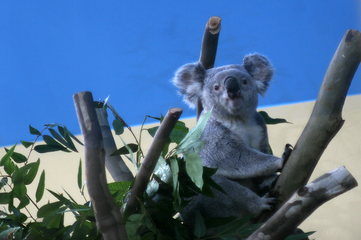 Illustration for article titled Hogy nyomult rá L. Simon László a koalára