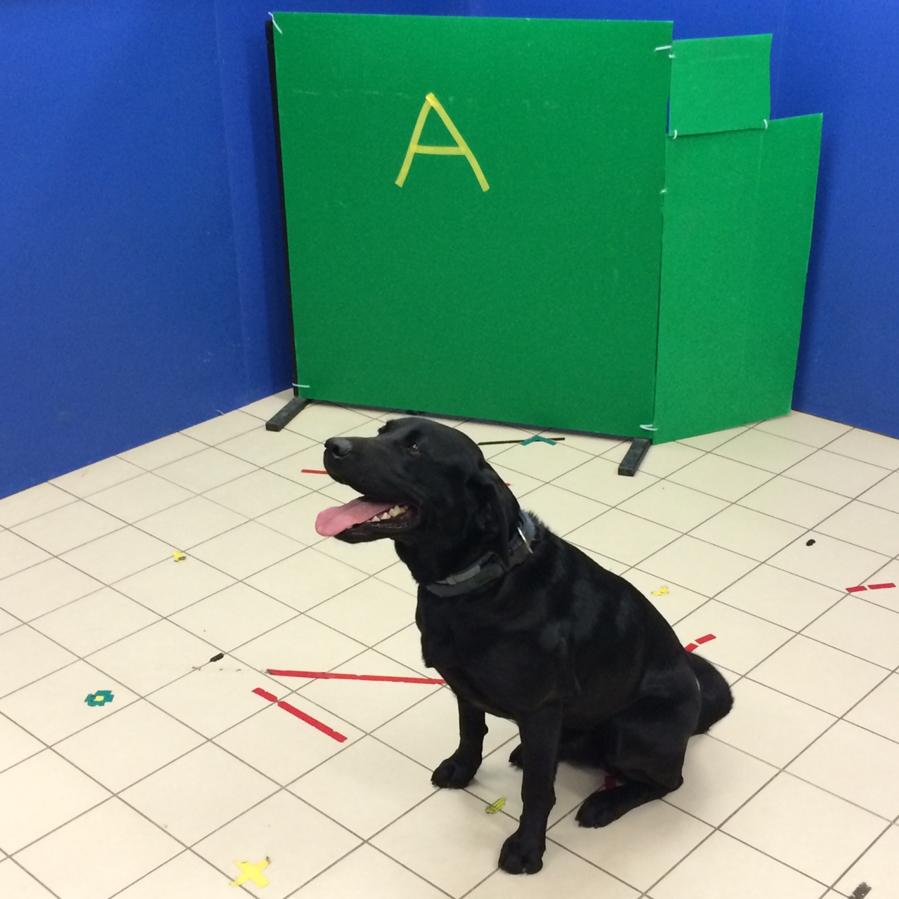 Illustration for article titled Tényleg ilyen hülyék lennének a kutyák?