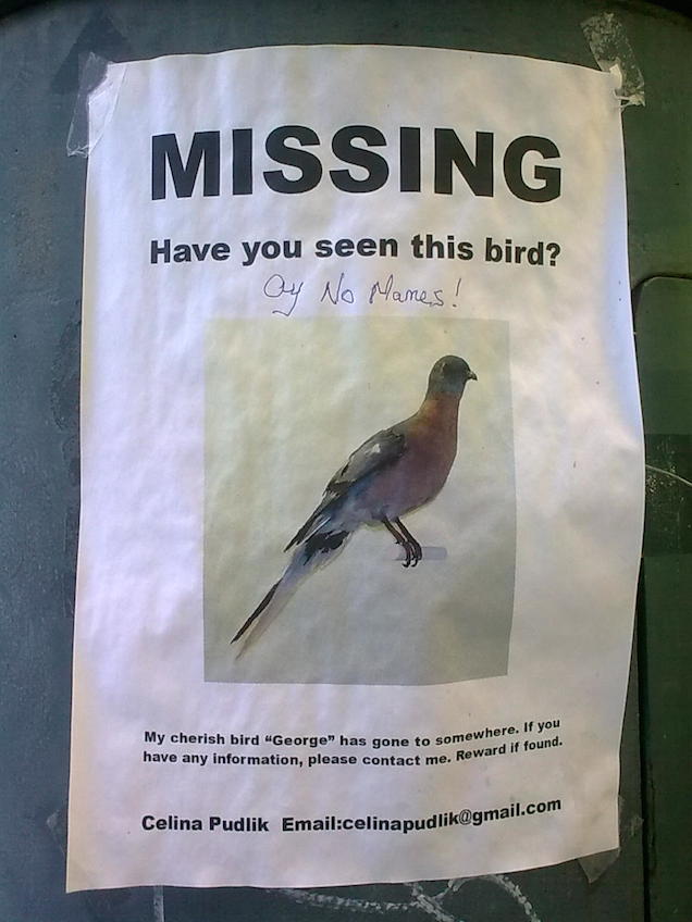 Közszolg: segítsetek Celina Pudliknak!