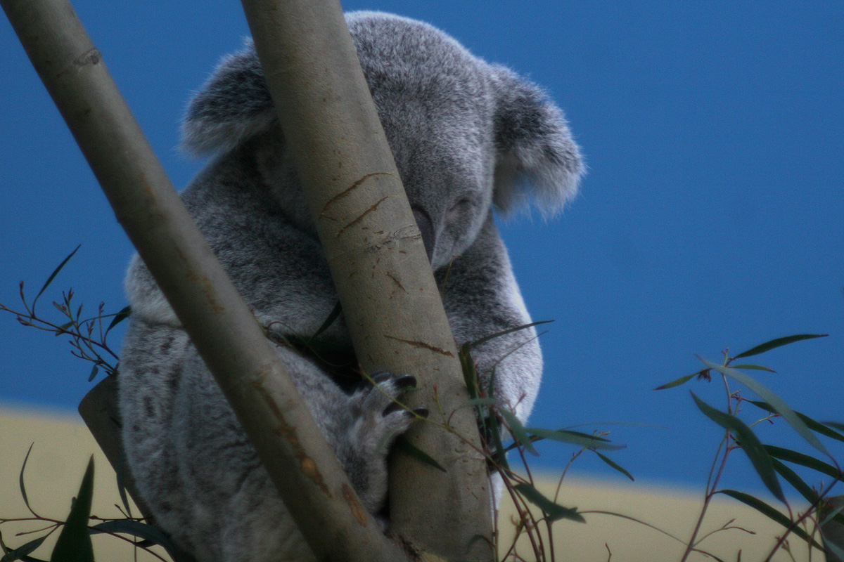 Illustration for article titled Hogy nyomult rá L. Simon László a koalára