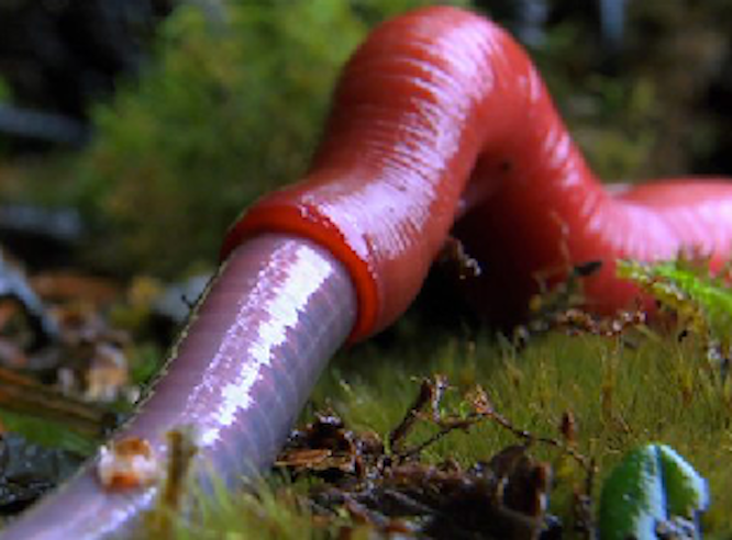 Állítólag ez a legdurvább természetfilm idén a neten (18+)