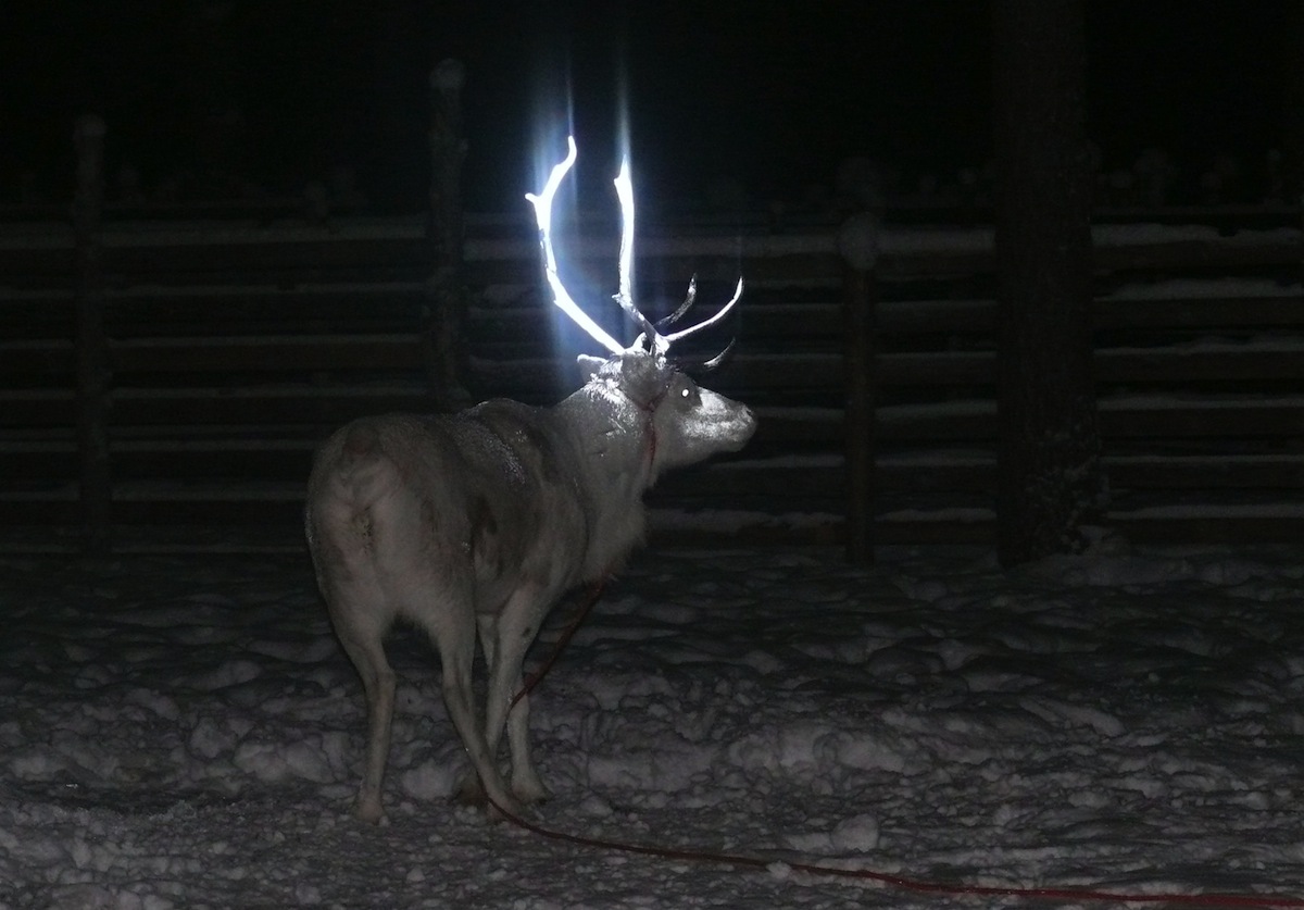 Rémszarvasok Rovaniemiben