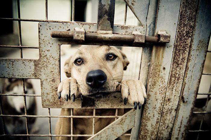 Gazdi! Eltűnt kutyusod a gyepmesteri telepeken is nézd meg!