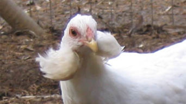 Kéket tojik a Ferenc József-tyúk