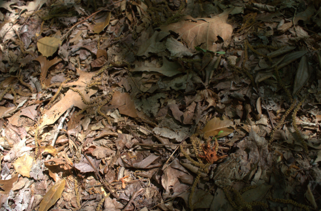 Illustration for article titled Megtalálod a rejtőzködő állatokat?